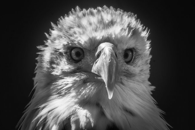 AIGLE PECHEUR EN 45*30 CM