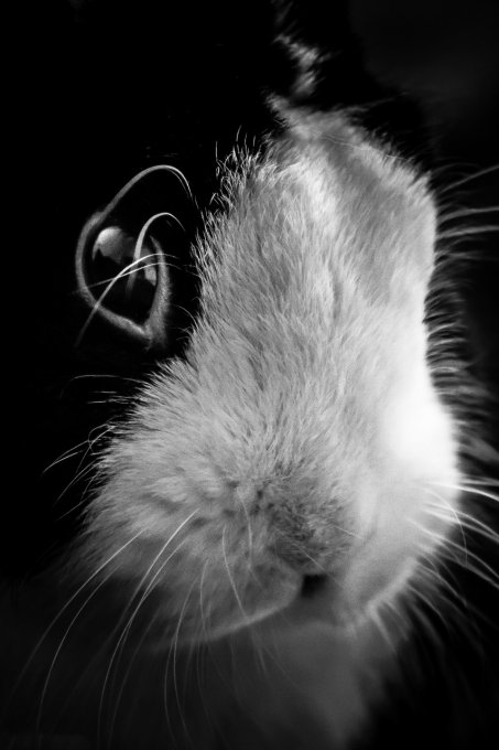 Lapin en noir et blanc en 75*50 cm