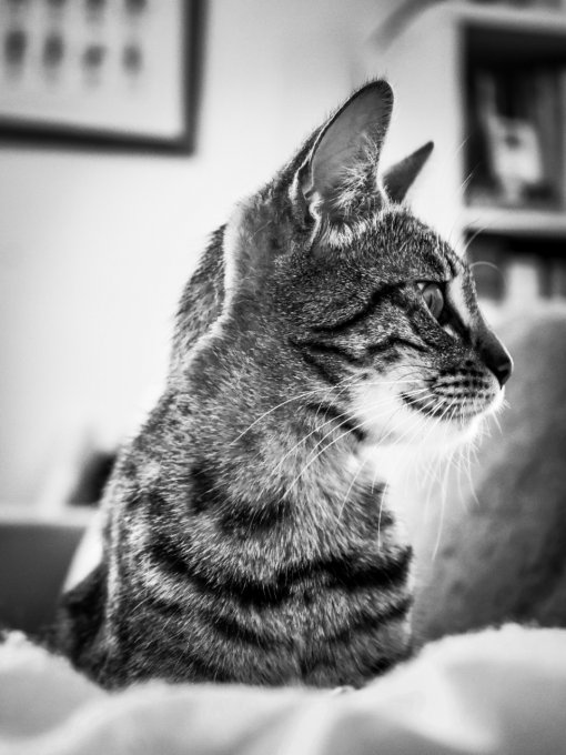 tranquilité féline en 60*40 cm