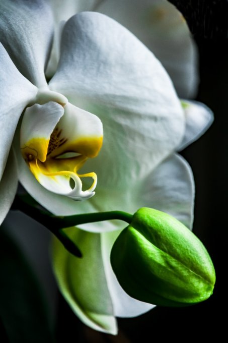 Orchidée en 60*40 cm