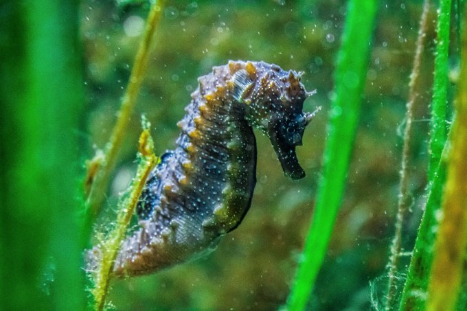 HIPPOCAMPE EN  60*40 CM 