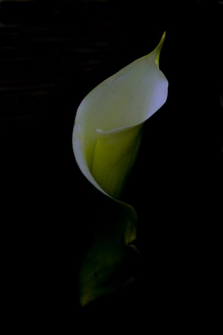 naissance d'un arum en 45*30 cm